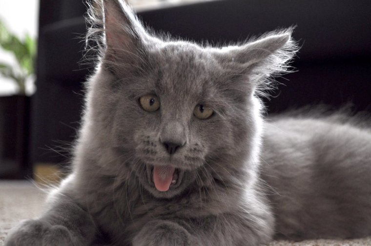 Порода кошек с косыми глазами