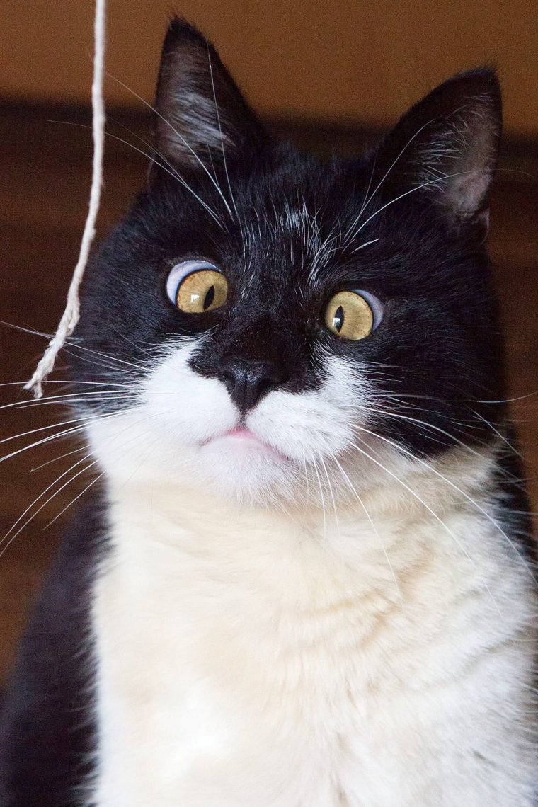 Косоглазый кот Джарвис