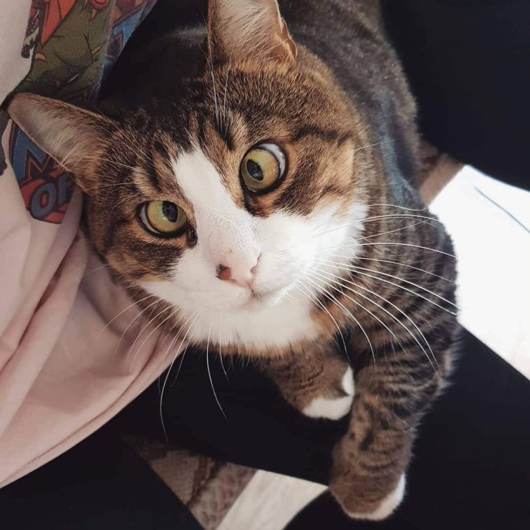 Смешные кошки с косоглазием