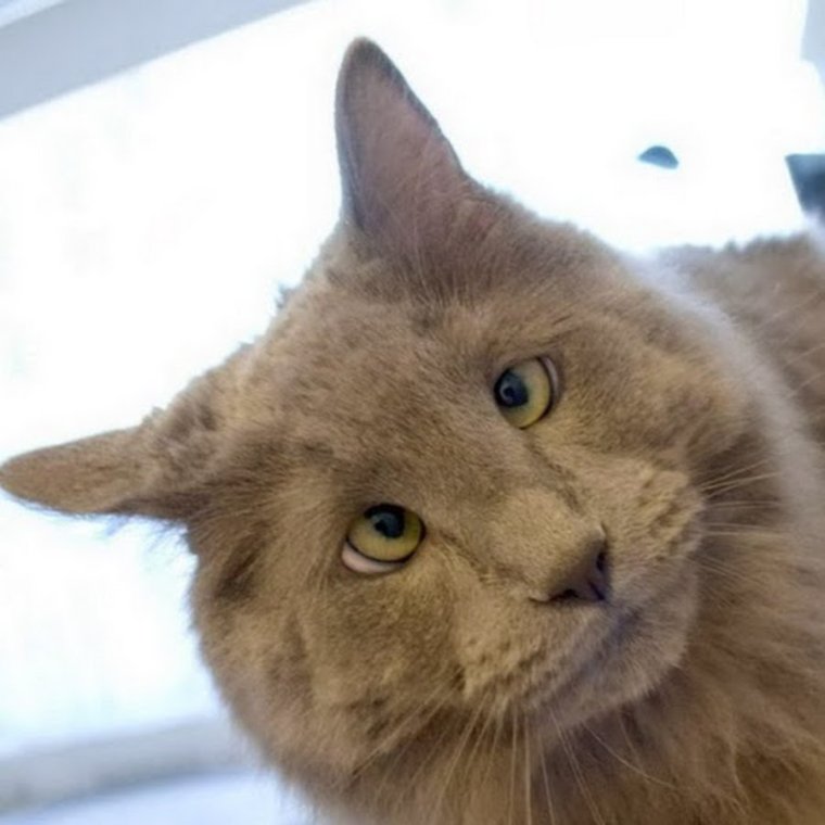 Косоглазый кот в разные стороны