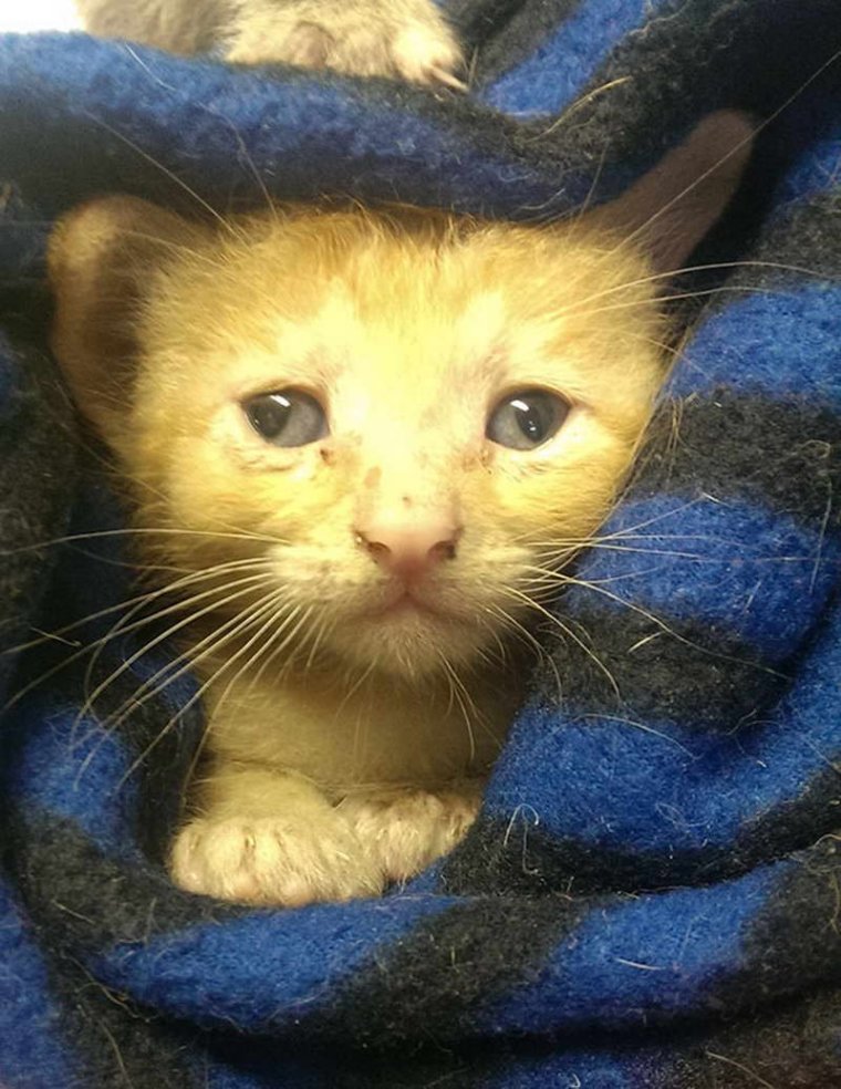 Косоглазие у котят