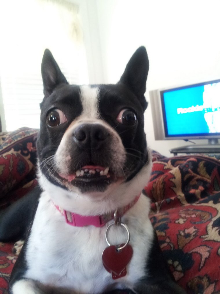 Косоглазая собака