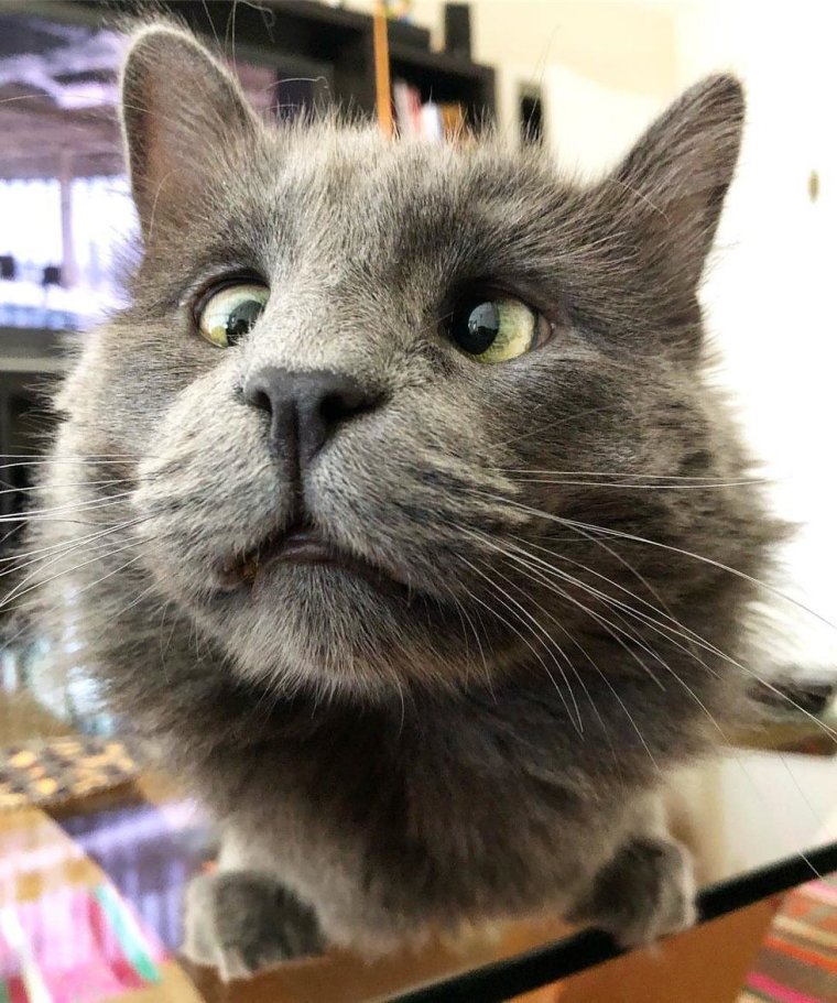 Косоглазый кот Джарвис