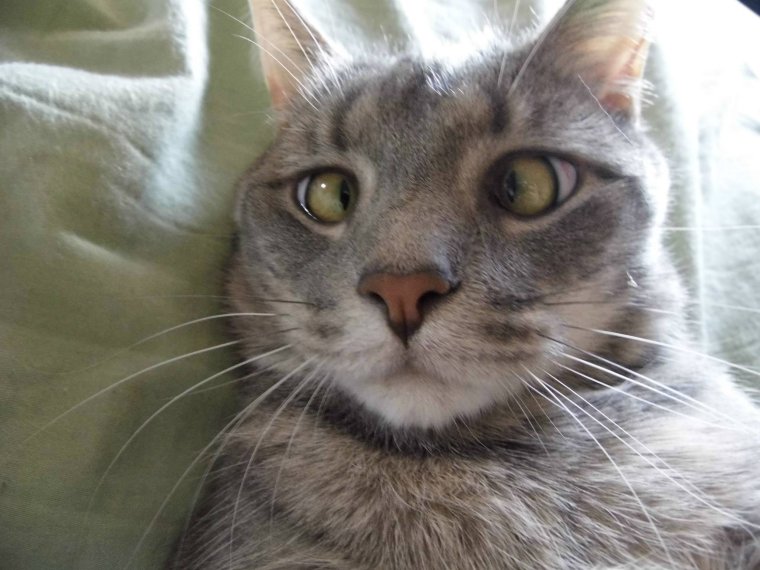 Котс с глазами в разные стороны