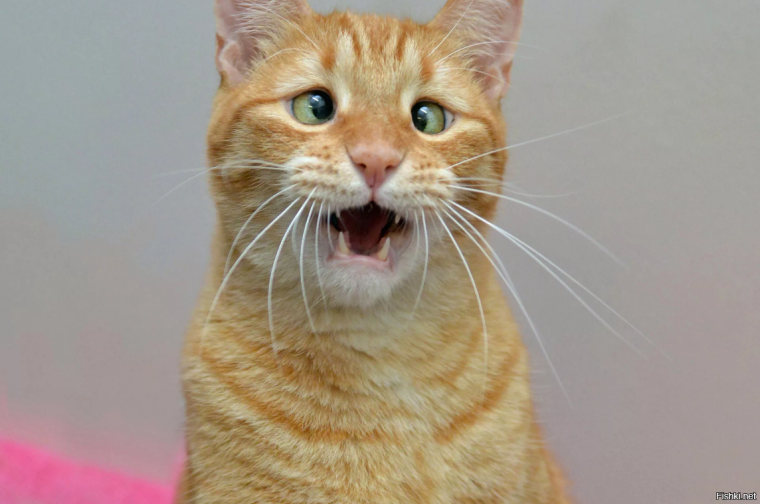 Рыжий косоглазый кот