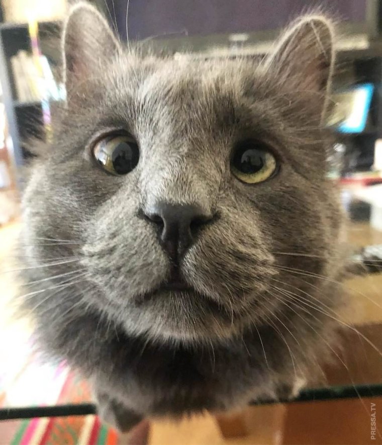 Кошка с косыми глазами