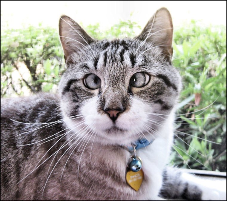 Косоглазый кот Джарвис