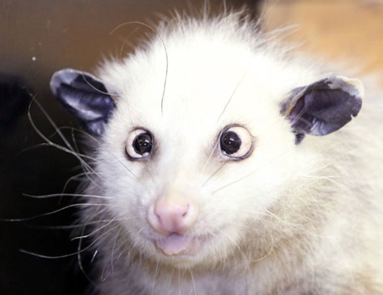 Косоглазый опоссум Хайди