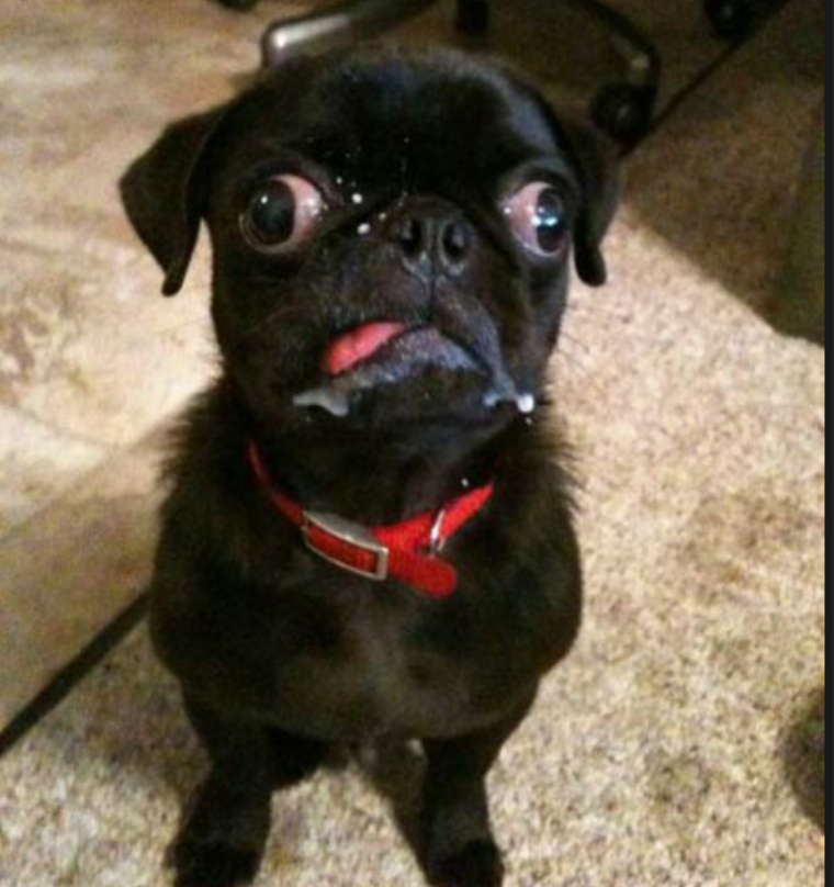 Мопс с выпученными глазами