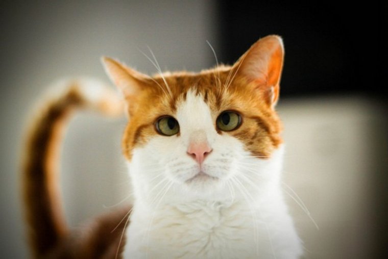 Косоглазые кошки