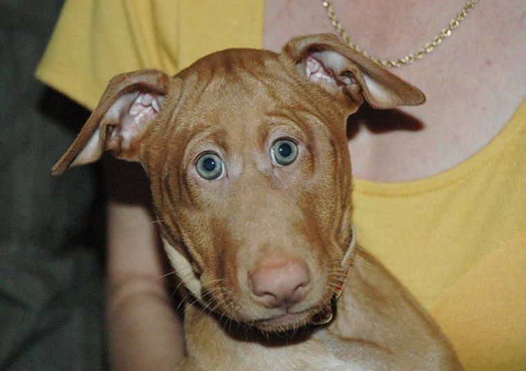 Собака с косыми глазами