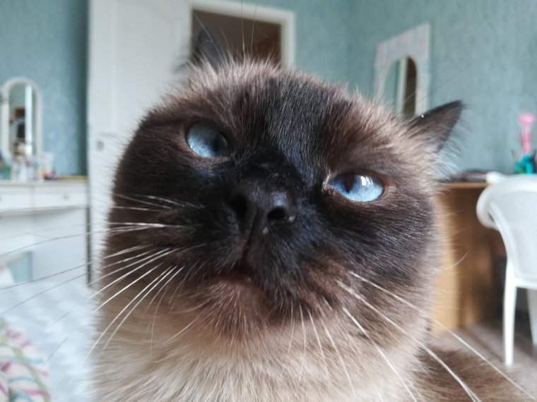 Кот с косоглазием Мем