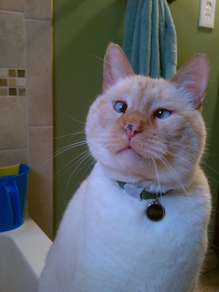 Косоглазый кот