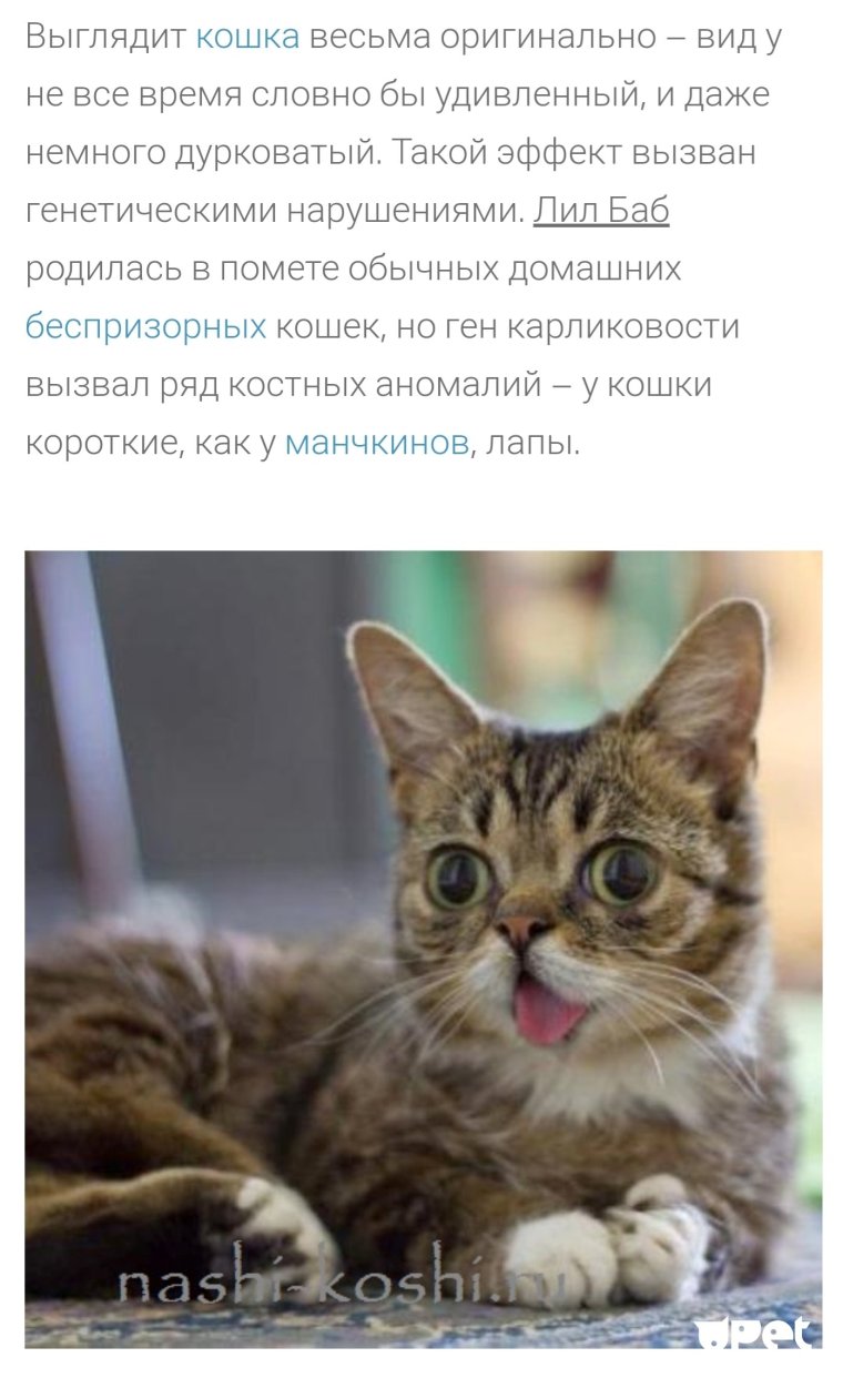 Котенок с косыми глазами