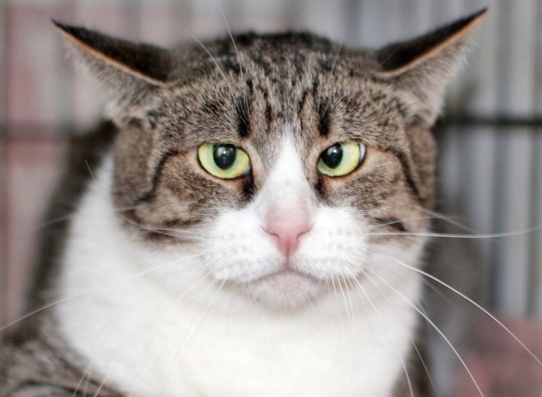 Косоглазые кошки