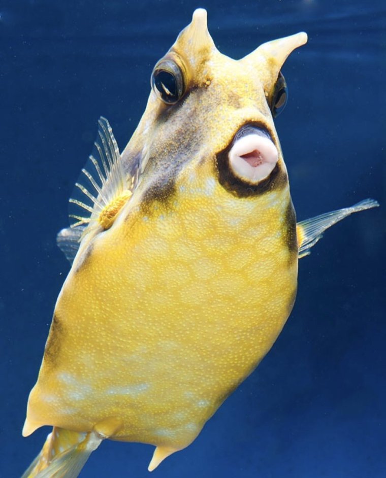 Кузовок длиннорогий желтый