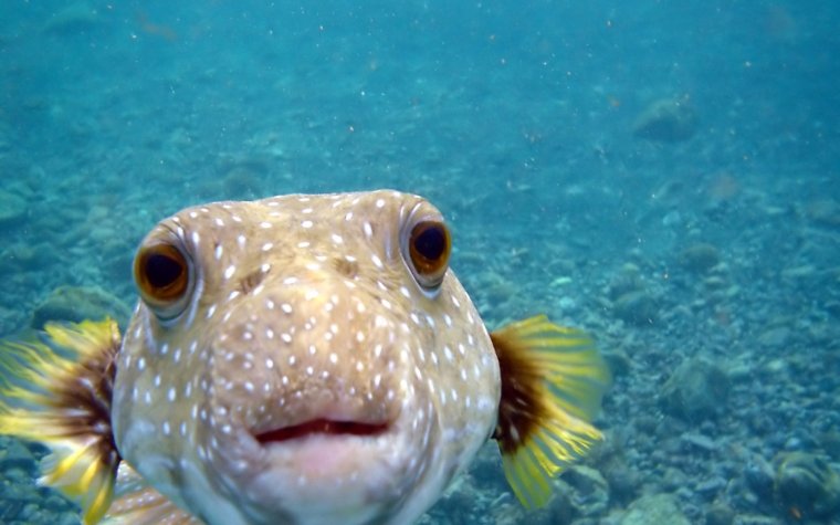 Известные морские рыбы