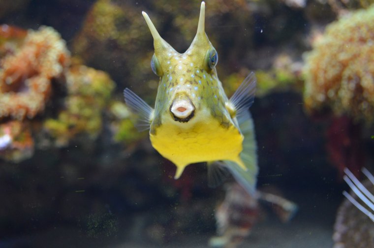 Популярные и необычные рыбы