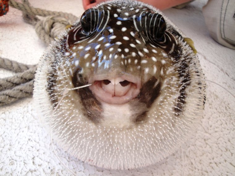 Японская ядовитая рыба