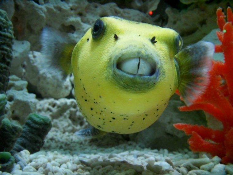 Смешные рыбы