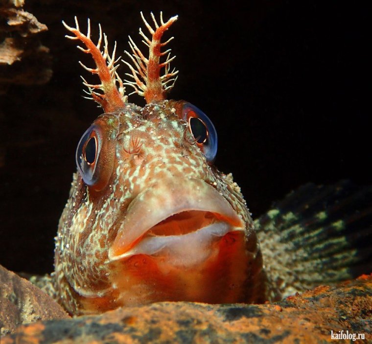 Мохнатоголовая морская собачка