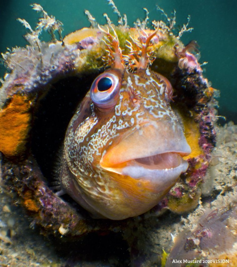 Самые экзотические рыбы