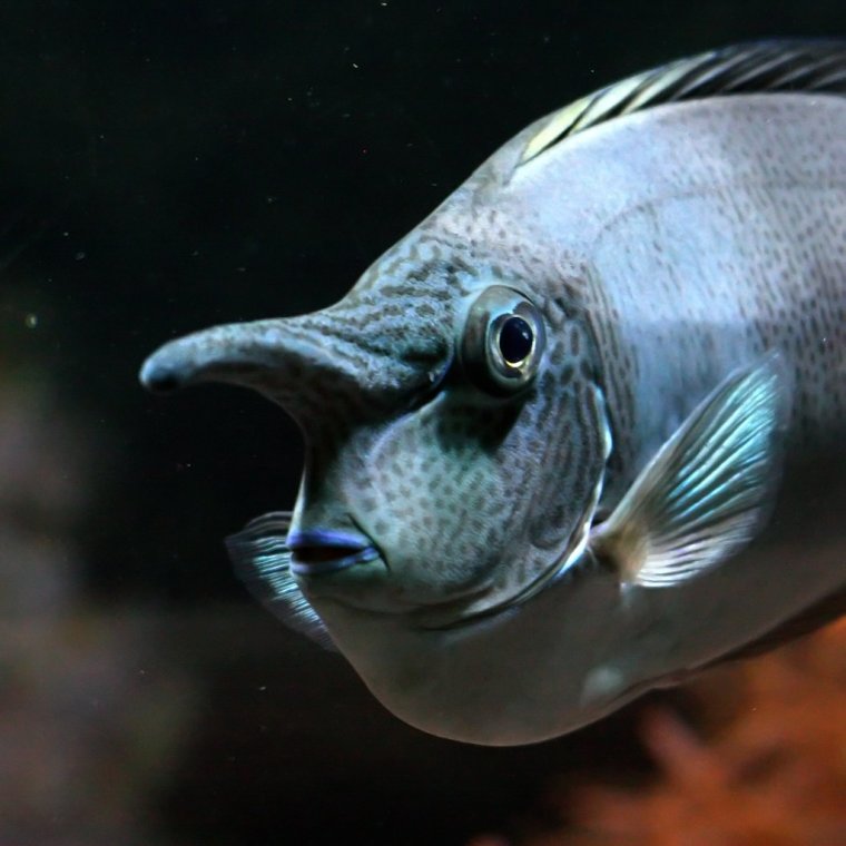 Редкие рыбы