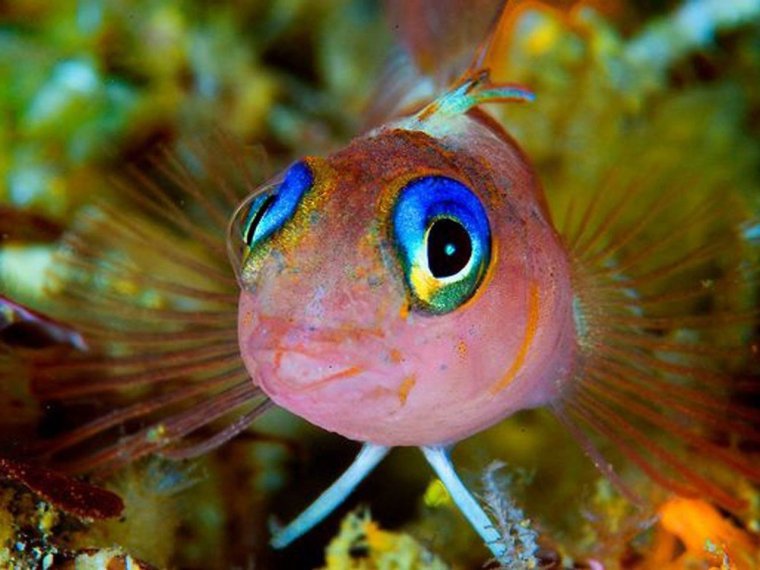 Рыбка бычок Пучеглазый