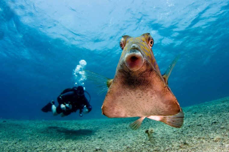 Смешные морские жители