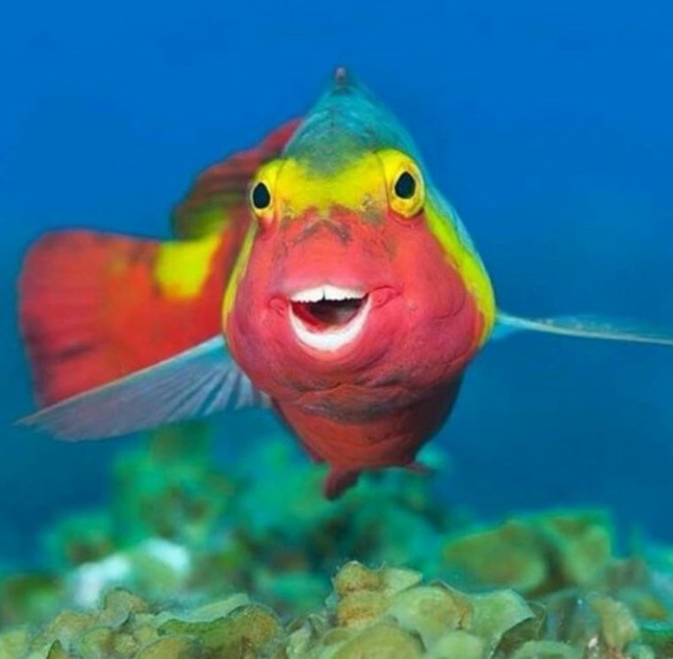 Забавные рыбки