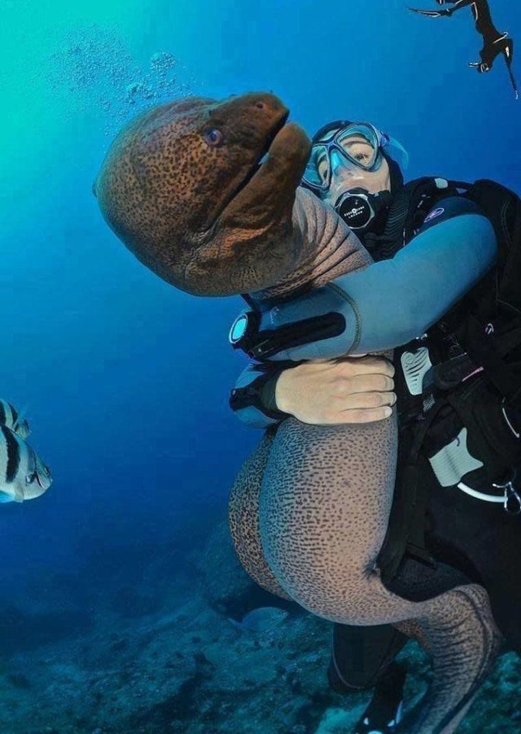 Мурена морская