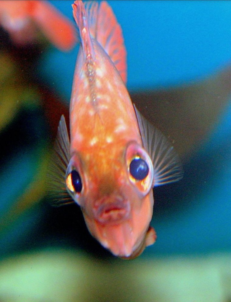 Смешные аквариумные рыбки