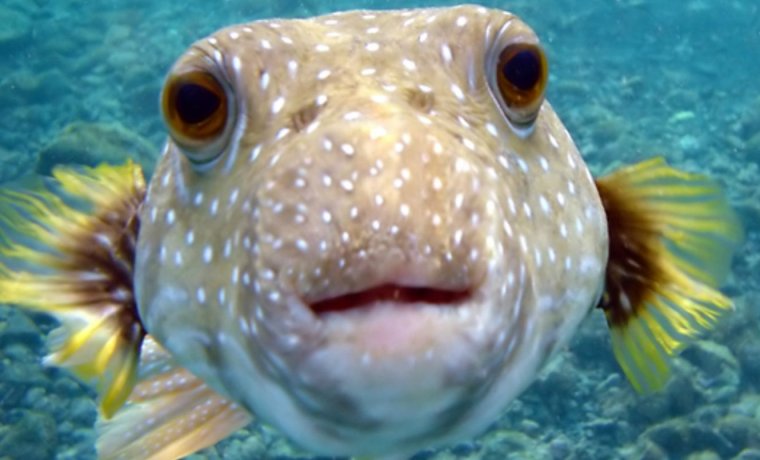 Удивленная рыба