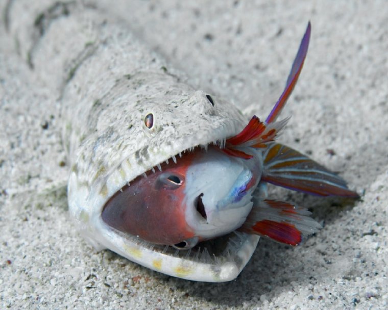 Бедная рыбка