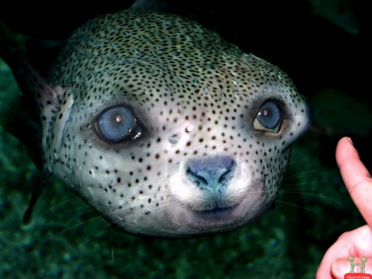 Причудливые рыбы