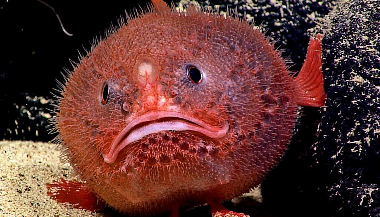 Забавные рыбы