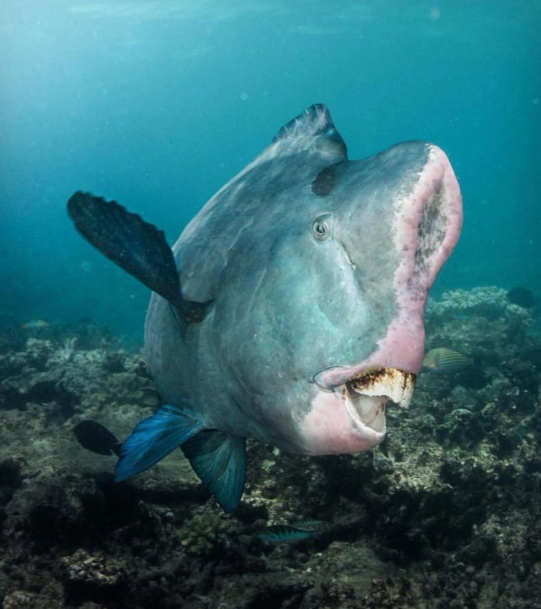 Зелёная шишколобая рыба-попугай