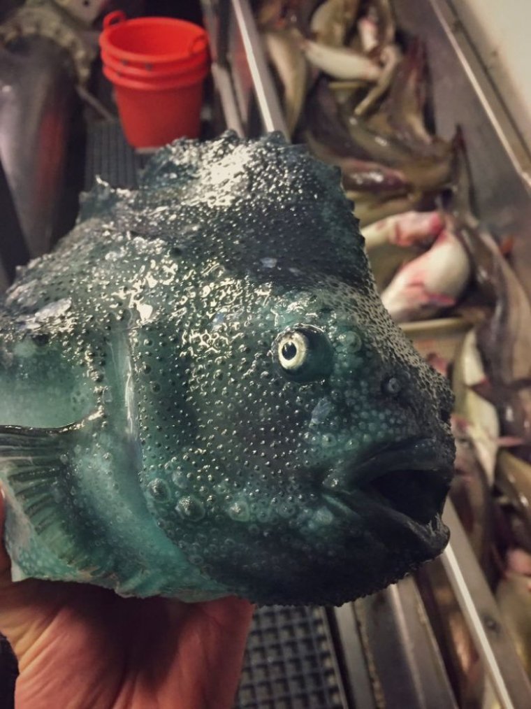 Рыба Пинагор Дерюгина