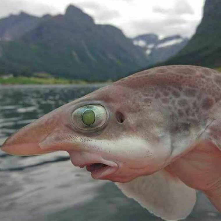 Смешные рыбы