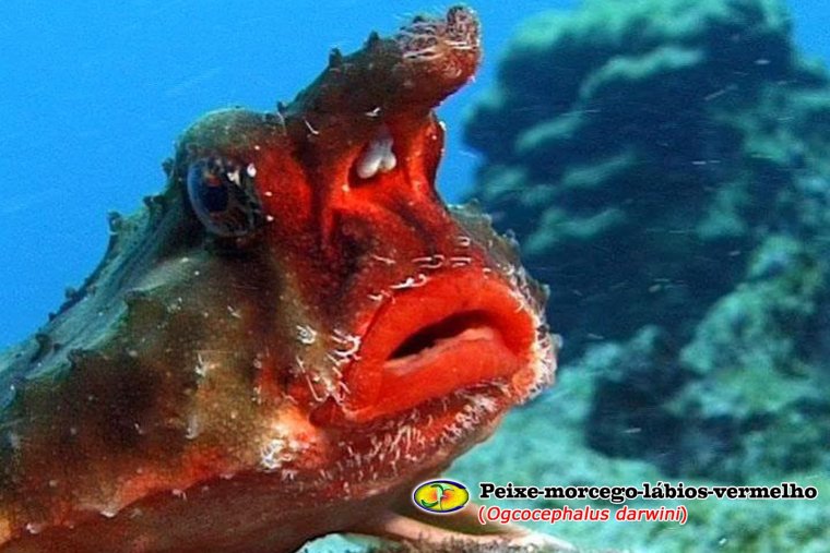 Нетопырь короткорылый рыба