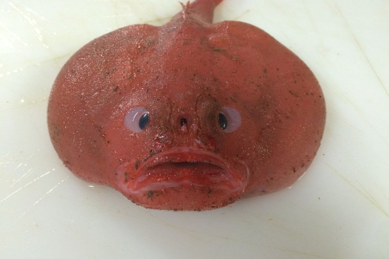 Тупая рыбка