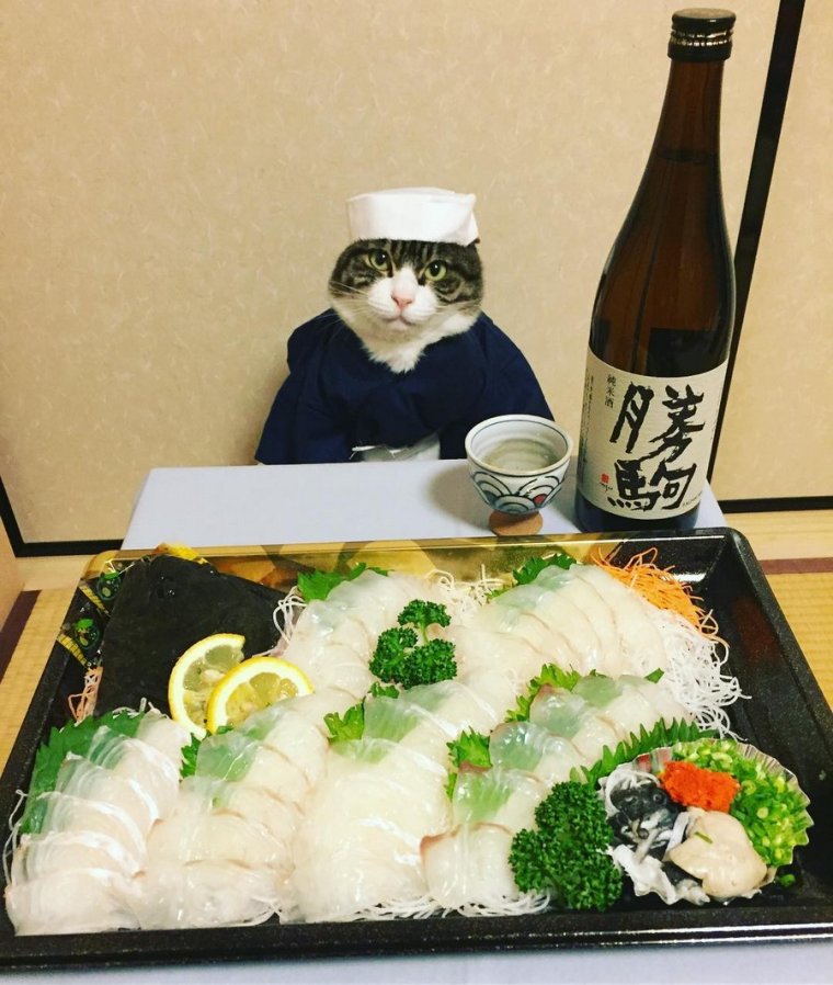 Кот сушист