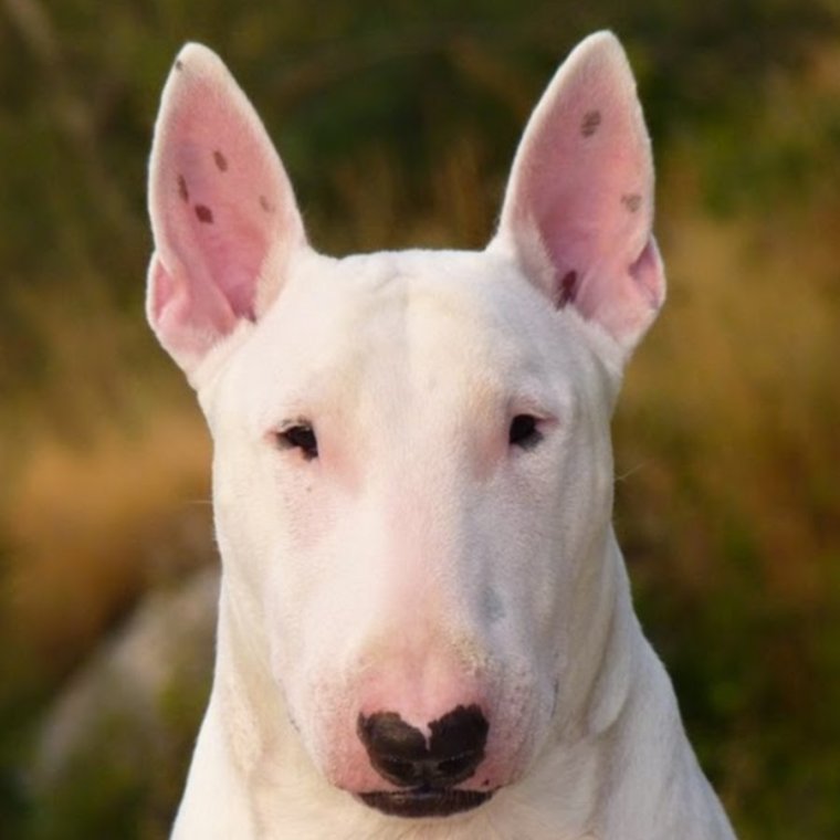 Без ресниц прикол