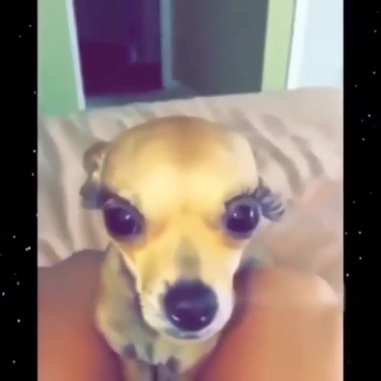 Собачка Мем с ноготочками и ресничками