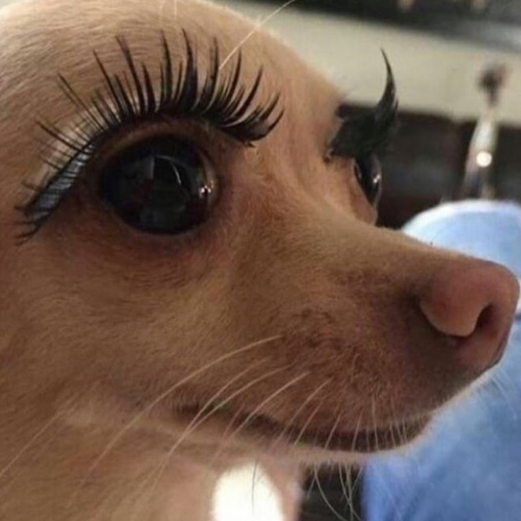 Смешные ресницы
