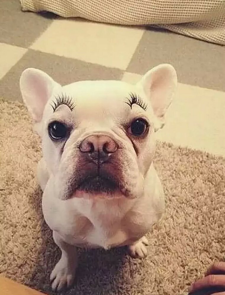 Животные с бровями