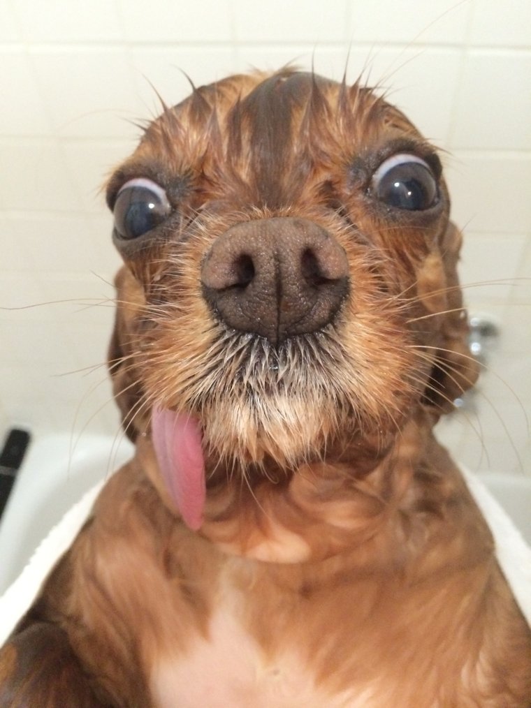 Смешная собака с языком