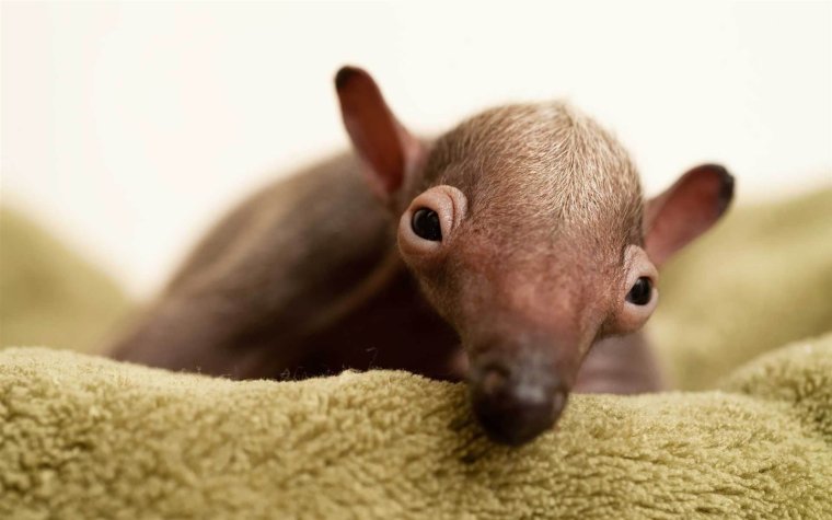 Глаза муравьеда