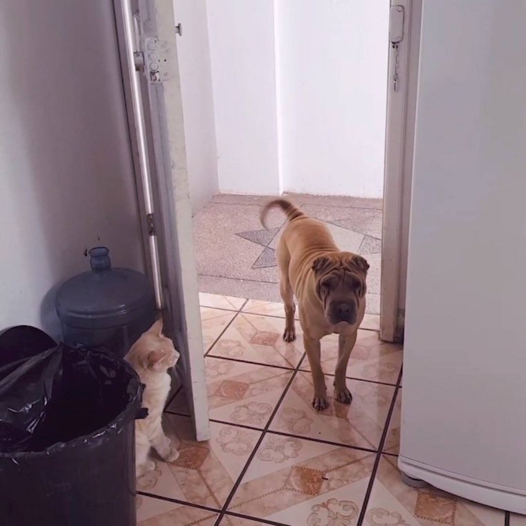 Смешные гифки с животными