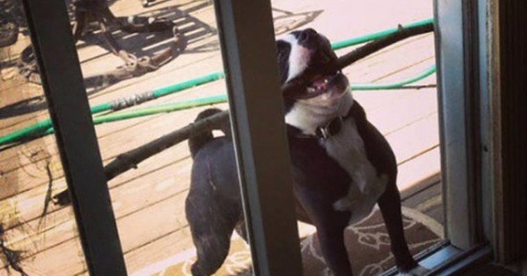 Даже собака радуется